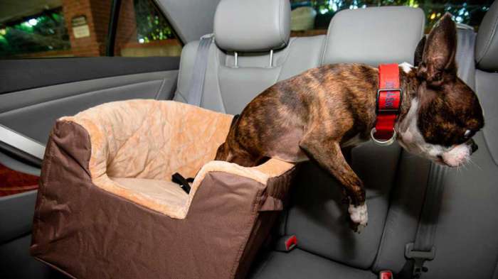 Ταξίδι με σκύλο: Μυστικά καθαρισμού για τις τρίχες στο αυτοκίνητο!
