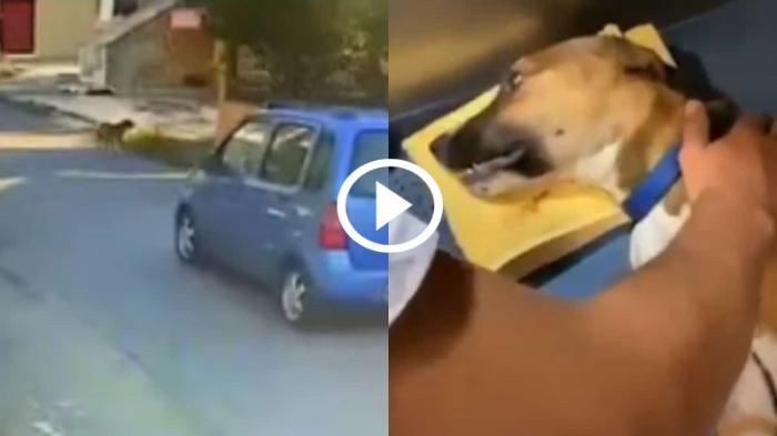 Θεσσαλονίκη: Παρέσυρε σκυλάκι 5 μηνών και την κοπάνησε [video]